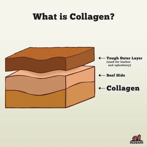 Collagen Ring