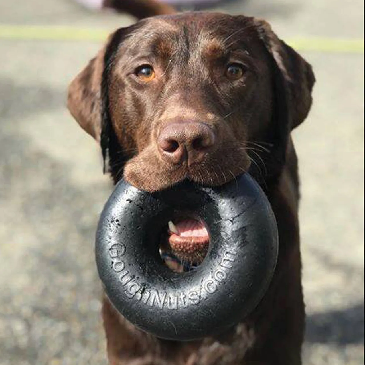 Goughnuts - Heavy Duty Ring Dog Toy