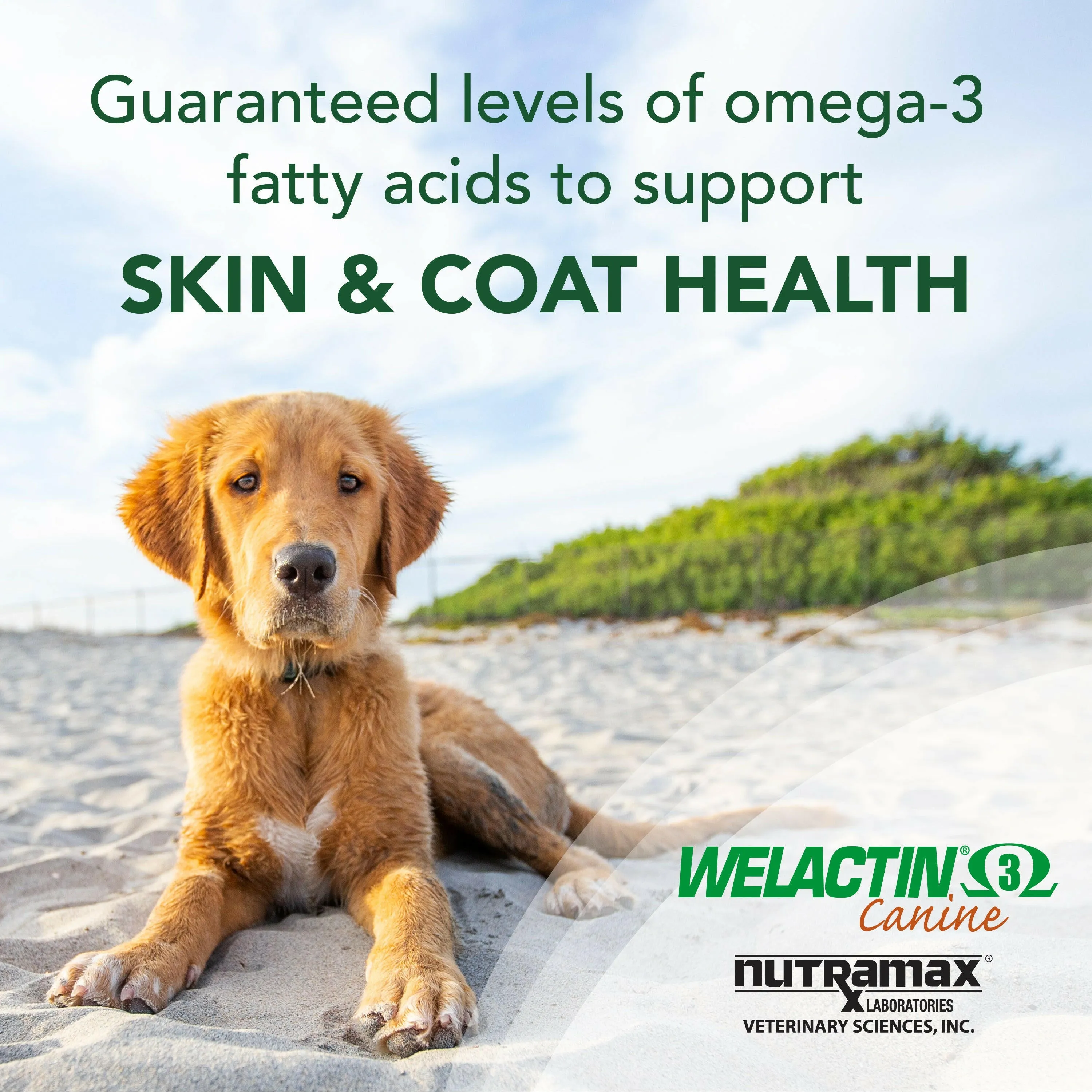 Nutramax Welactin Omega-3 Fish Oil Skin and Coat Health Supplement Liquid for Dogs, 16 Ounce