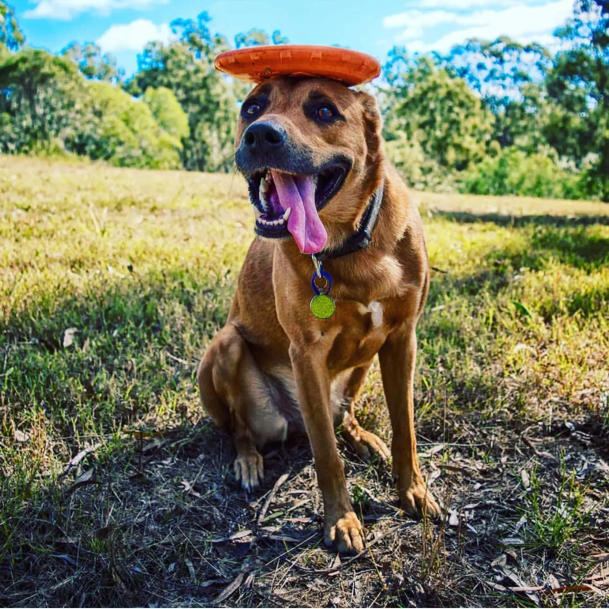 Soda Pup Bottle Top Flyer - Orange Squeeze