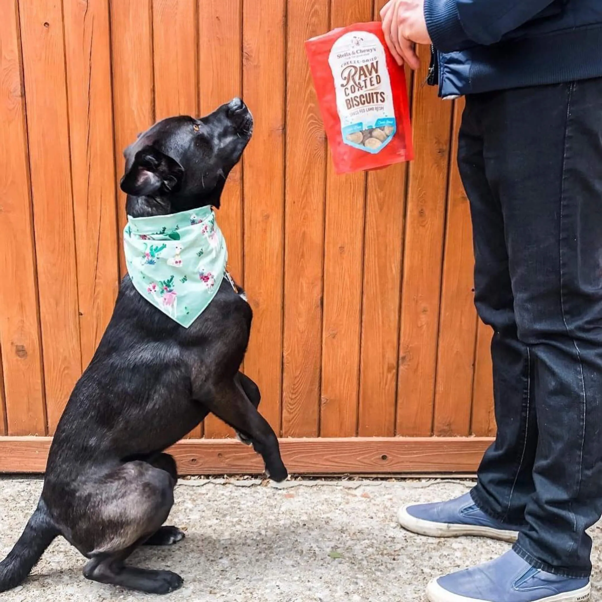 Stella & Chewy's Raw Coated Biscuit Freeze Dried Dog Treat